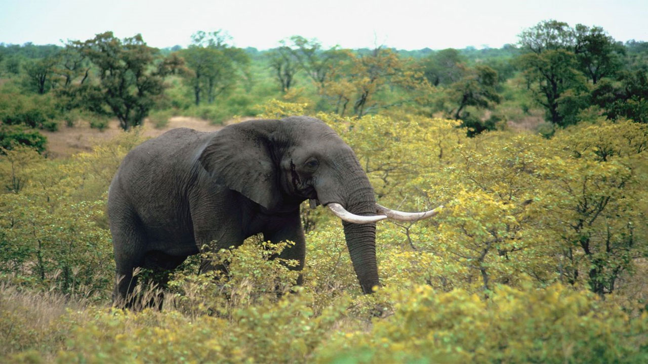 Elephant: ఈ ఏనుగుకు ఏకంగా రూ.5 కోట్ల ఆస్తి.. దీని కోసం ఒకరిని చంపేశారు కూడా.. అసలేం జరిగిందంటే..