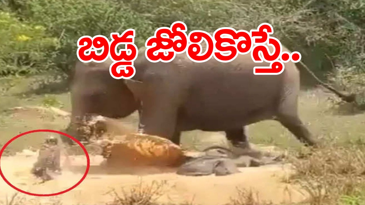 Viral Video: బిడ్డ జోలికి వస్తే ఏ తల్లయినా ఊరుకుంటుందా..? నీళ్లలో ఉన్న మొసలినే భయపెట్టి పారిపోయేలా చేసిన ఏనుగు..!