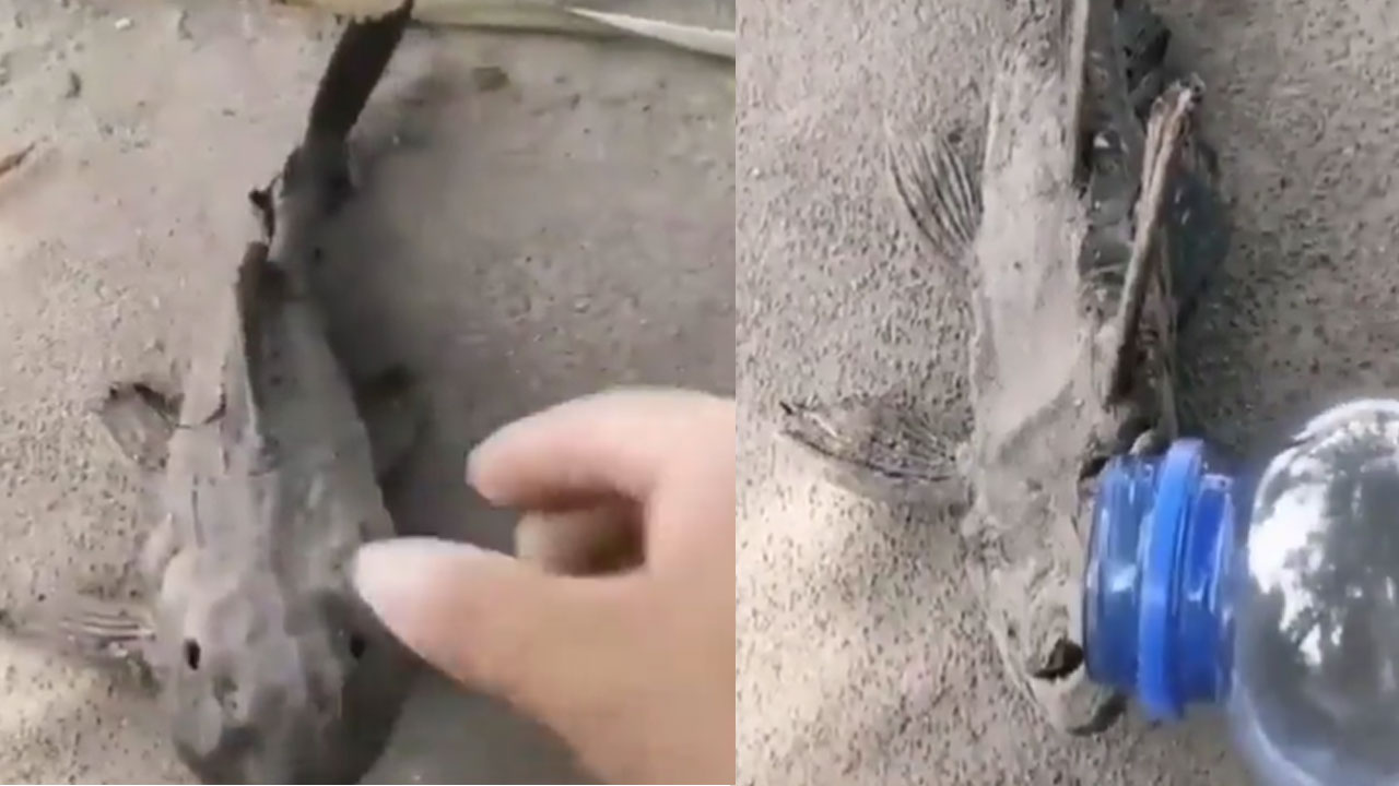 Viral Video: వామ్మో! ఇది కలా నిజమా.. పూర్తిగా ఎండిపోయిన చేప మీద.. నీరు పోయగానే.. 