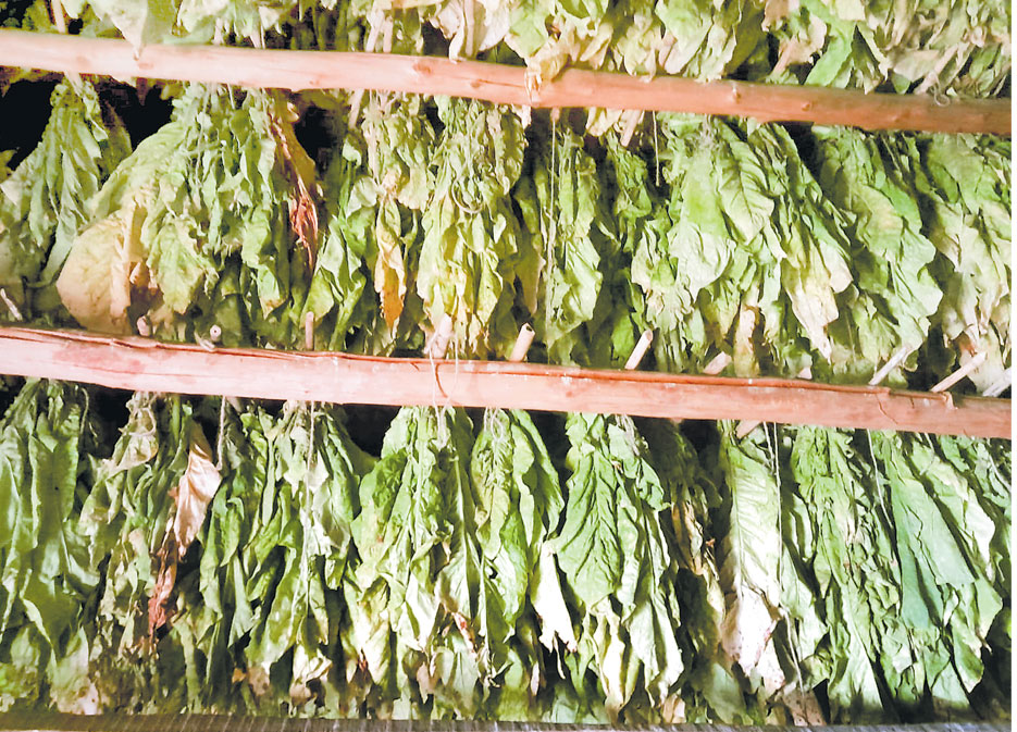 పొగాకుపై పగ 