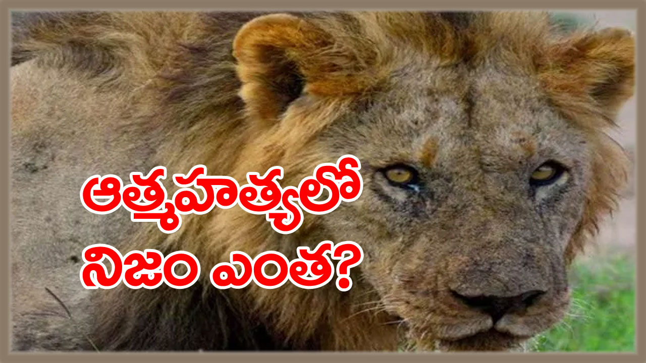 lions commit suicide: వేటాడలేని వృద్ధాప్య దశలో సింహం ఆత్మహత్య చేసుకుంటుందా? చాలామంది చేసే ఈ వాదనలో నిజం ఎంతంటే...