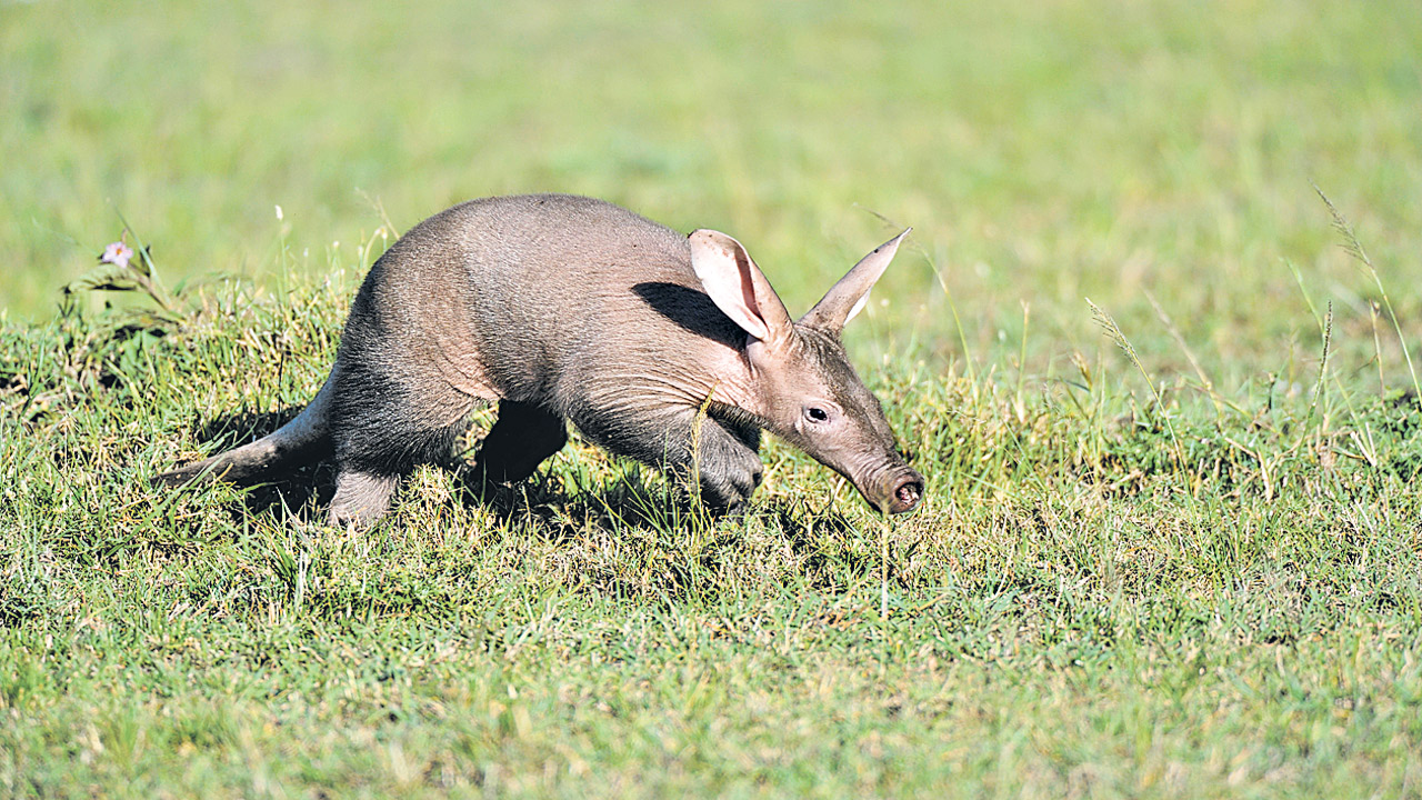 Ants  pigs: మీకు తెలుసా?