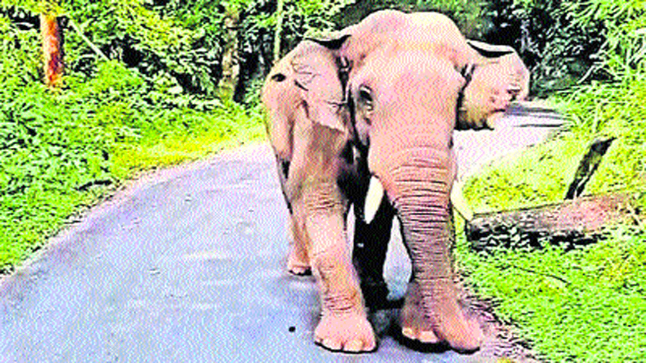 Elephant: బస్సును అడ్డగించి.. అద్దాలను తుడిచి..