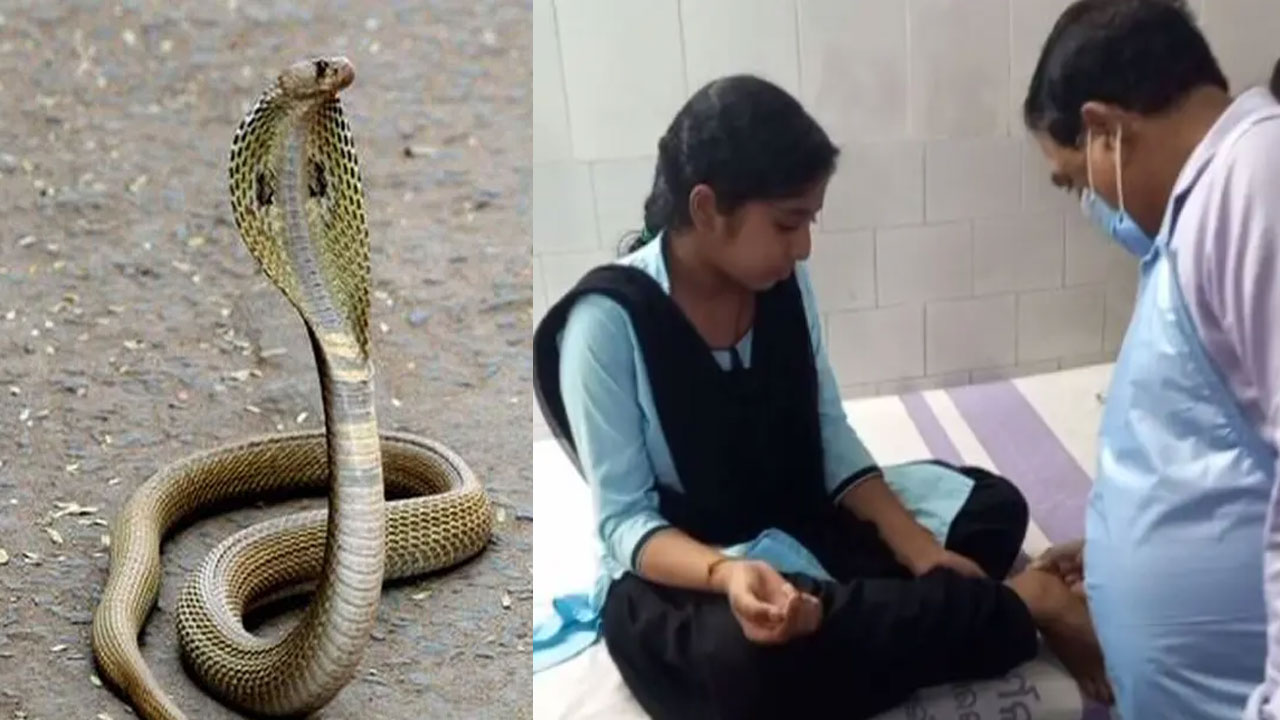 Snake bite: పాము కాటేసినా పరీక్ష రాస్తానని పట్టుబట్టిన బాలిక.. చివరకు ఆమె పరిస్థితి ఏమైందంటే..