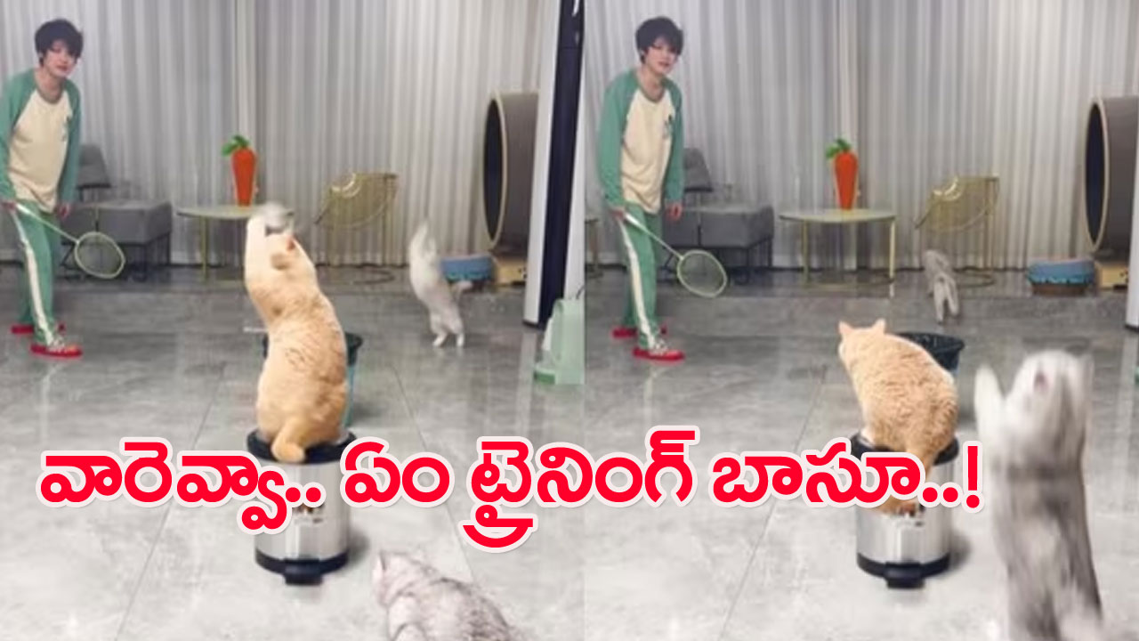 Viral Video: వారెవ్వా.. ఏం ట్రైనింగ్ ఇచ్చావు బాసూ.. కుర్రాడితో బ్యాట్మింటన్ ఆడుకుంటున్న మూడు పిల్లులు..!