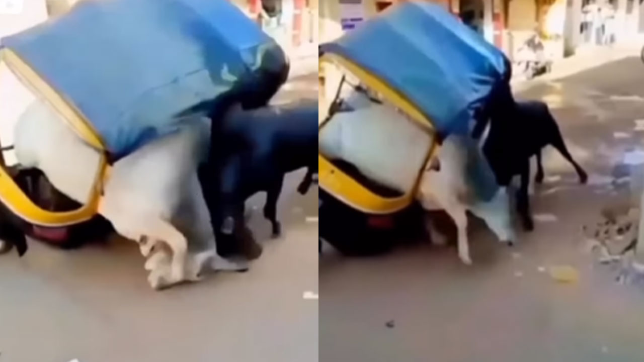 Viral Video: పోట్లాడుకుంటూ.. అంతా చూస్తుండగా.. ఆటోలోకి దూరిన ఎద్దు.. చివరికి ఏం జరిగిందో చూడండి..