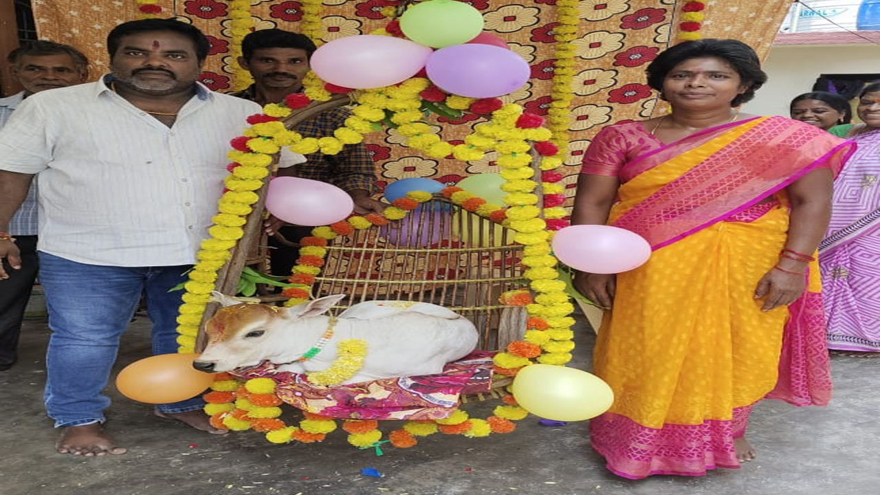 ఆవు దూడకు ఉయ్యాల పండగ | calf festival