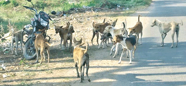బాబోయ్‌.. ప్రాణాలు తీస్తున్నాయ్‌