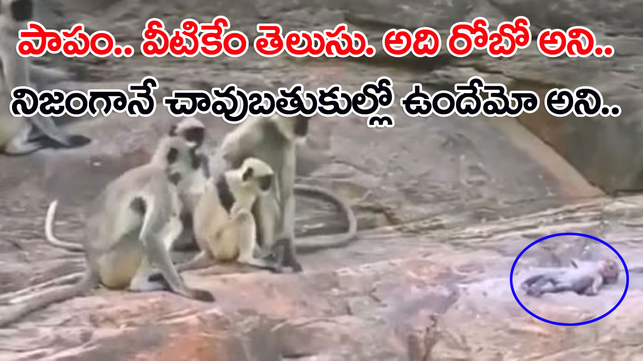 Viral Video: కోతి రూపంలో రోబోను చేసి చనిపోయిందన్నట్టుగా పడేశారు.. కోతుల గుంపు దాన్ని చూసి రోబో అని తెలియక ఏం చేశాయో చూస్తే..