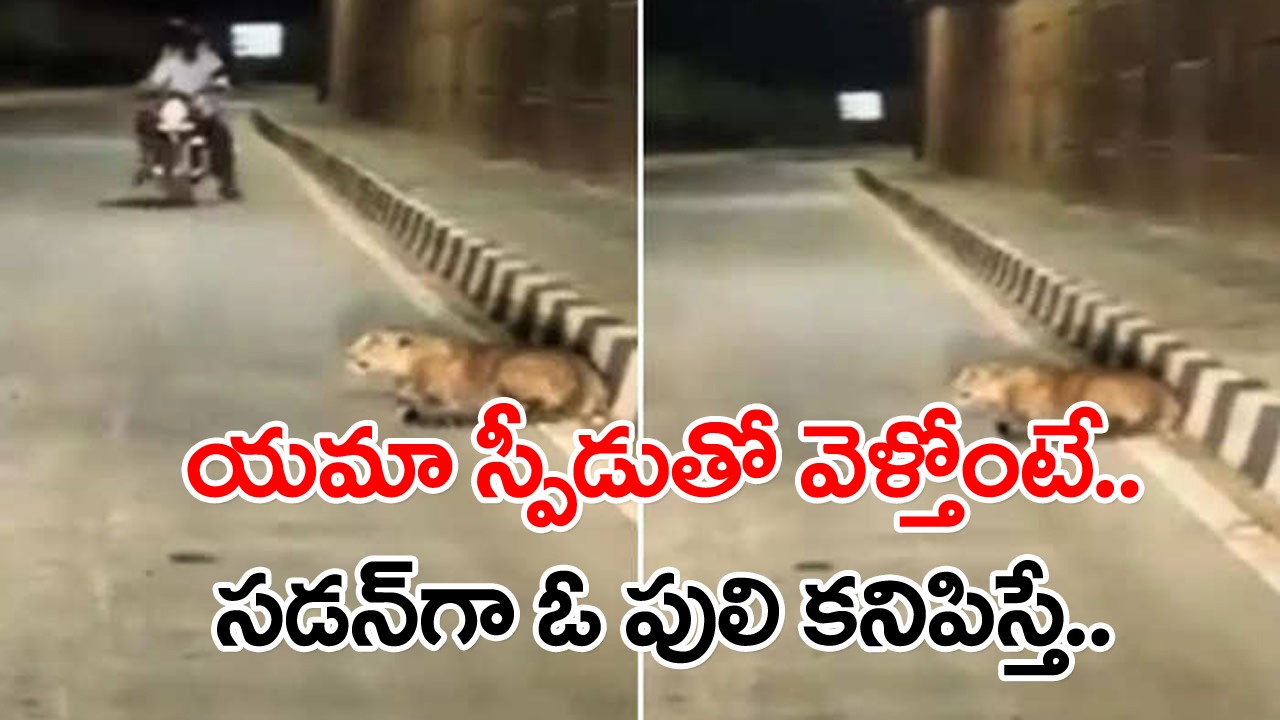 Viral Video: రాత్రి పూట రోడ్డుపక్కన తాపీగా పడుకున్న చిరుత.. బైక్‌లకు సడన్‌ బ్రేకులు.. ఆ తర్వాత ఏం జరిగిందో మీరే చూడండి..!