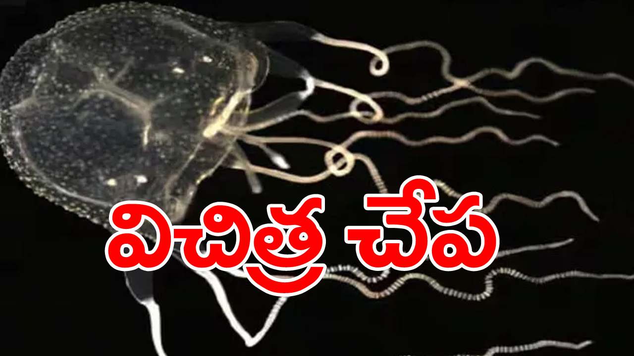 Fish With 24 Eyes: ఒక ఇంచి కూడా లేని చేపకు 20కు పైగా కళ్లు... ఇంకా ఆశ్చర్యపరిచే ప్రత్యేకతలివే..