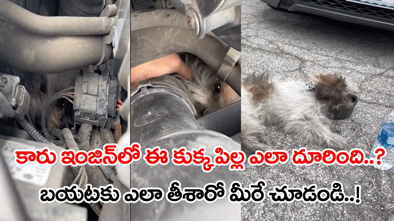 Viral Video: కారులోంచి ఓ కుక్కపిల్ల అరుపులు.. ఎక్కడా అని చూస్తే చివరకు ఇంజిన్‌లో కనిపించిన దృశ్యం చూసి ఆ మహిళకు షాక్..!