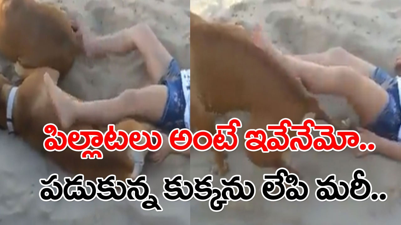 Funny Video: హాయిగా పడుకున్న కుక్కలను కాళ్లతో తంతూ కెలికిందో అమ్మాయి.. విసుగొచ్చి ఓ శునకం ఏం చేసిందో చూస్తే నవ్వాపుకోలేరు..!