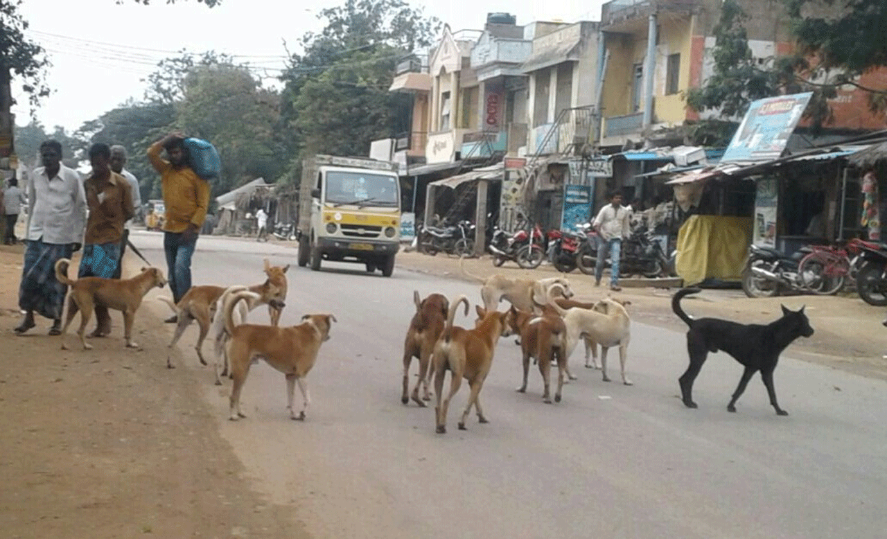 బాబోయ్‌.. కుక్కలు