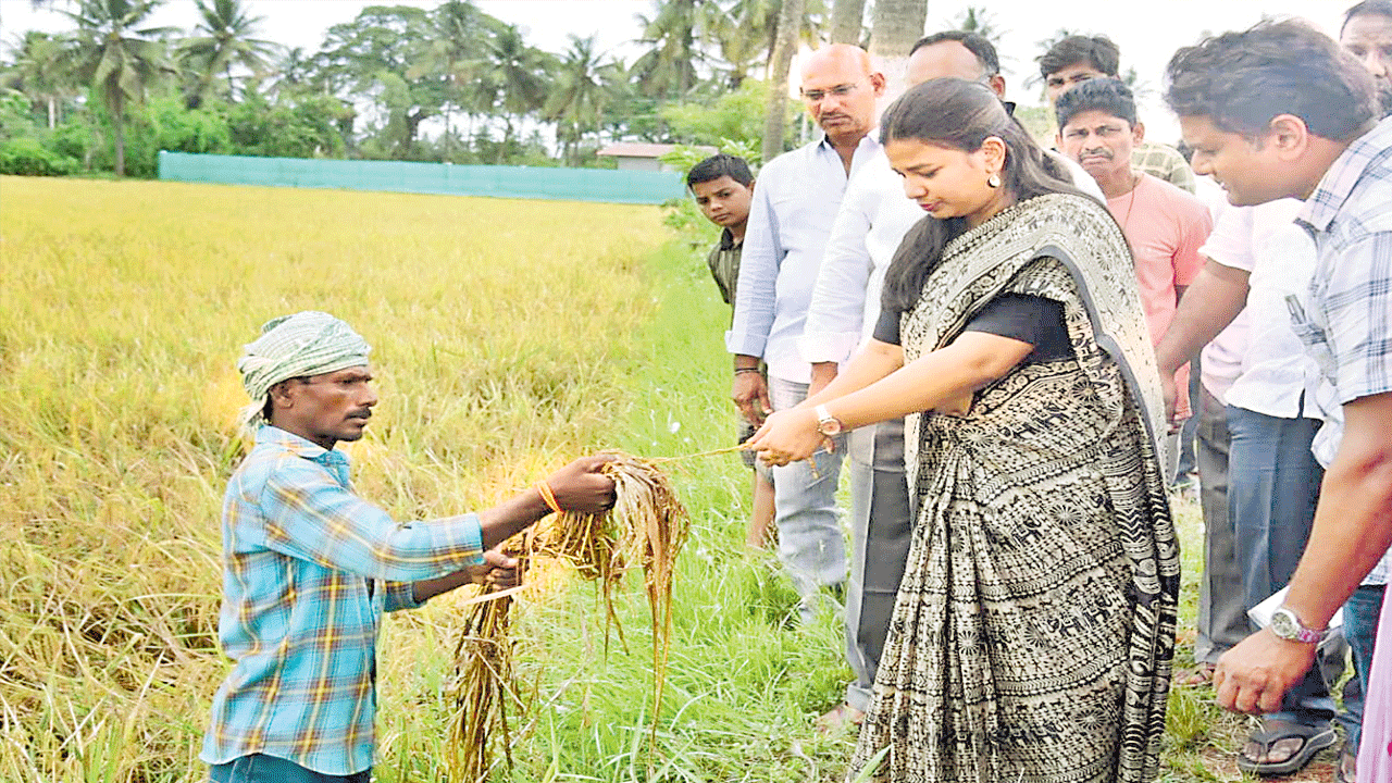 తడిచిన ప్రతీ ధాన్యం గింజనూ కొంటాం.. 