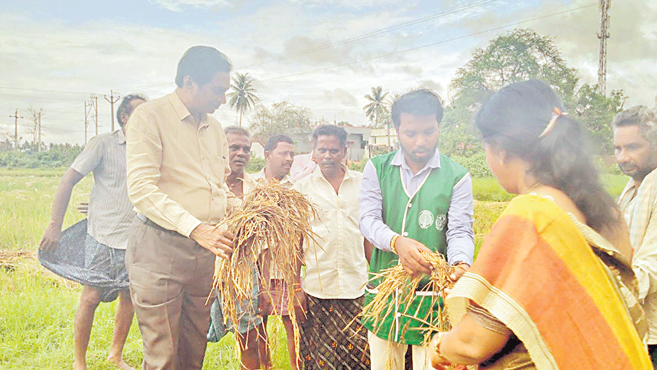 రంగుమారిన ధాన్యాన్ని కొనుగోలు చేస్తాం: జేడీఏ