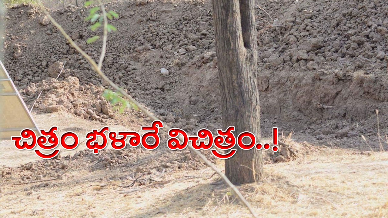 Viral Photo: అంత ఈజీ కాదండోయ్.. ఈ ఫొటోలో చిరుతను గుర్తిస్తే మీరే తోపు.. సోషల్ మీడియాలో వైరల్ అవుతున్న అద్భుతమైన ఫొటో..!