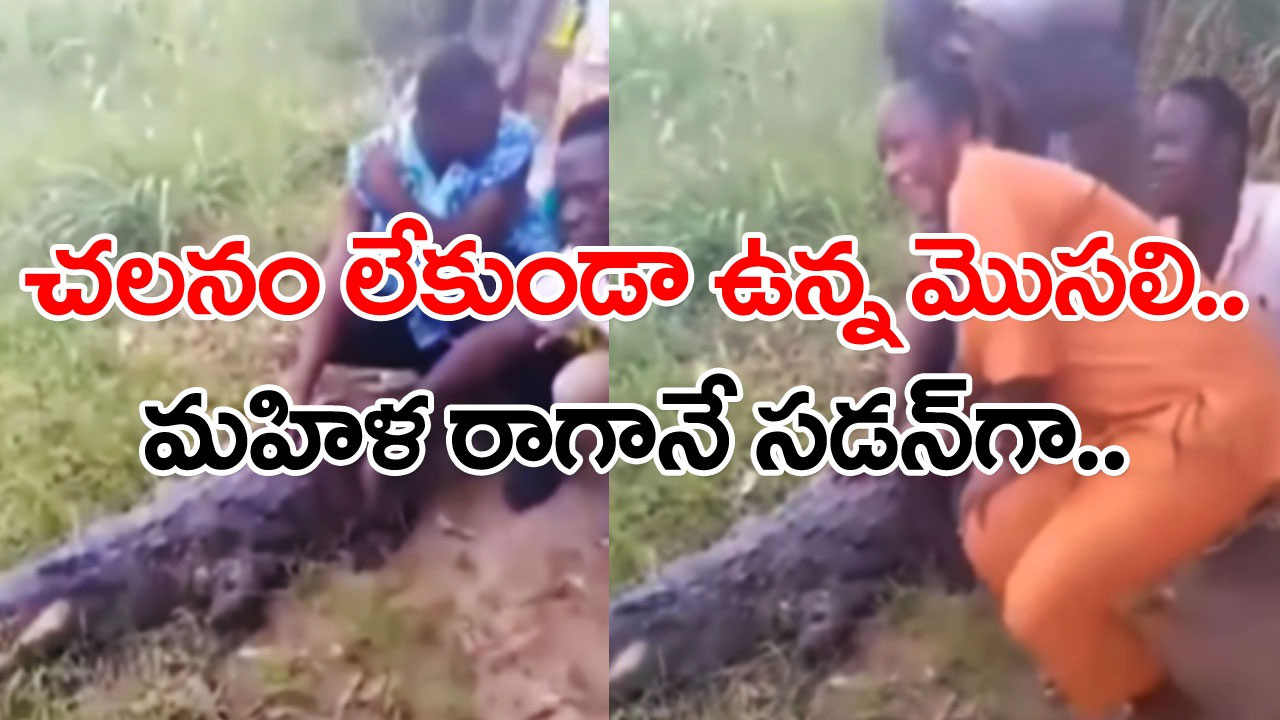 Viral Video: అంతమంది ఫొటోలు దిగుతున్నా కిక్కురుమనలేదు.. మహిళ రాగానే ఒక్కసారిగా ఈ మొసలి చేసిన పని చూడండి..