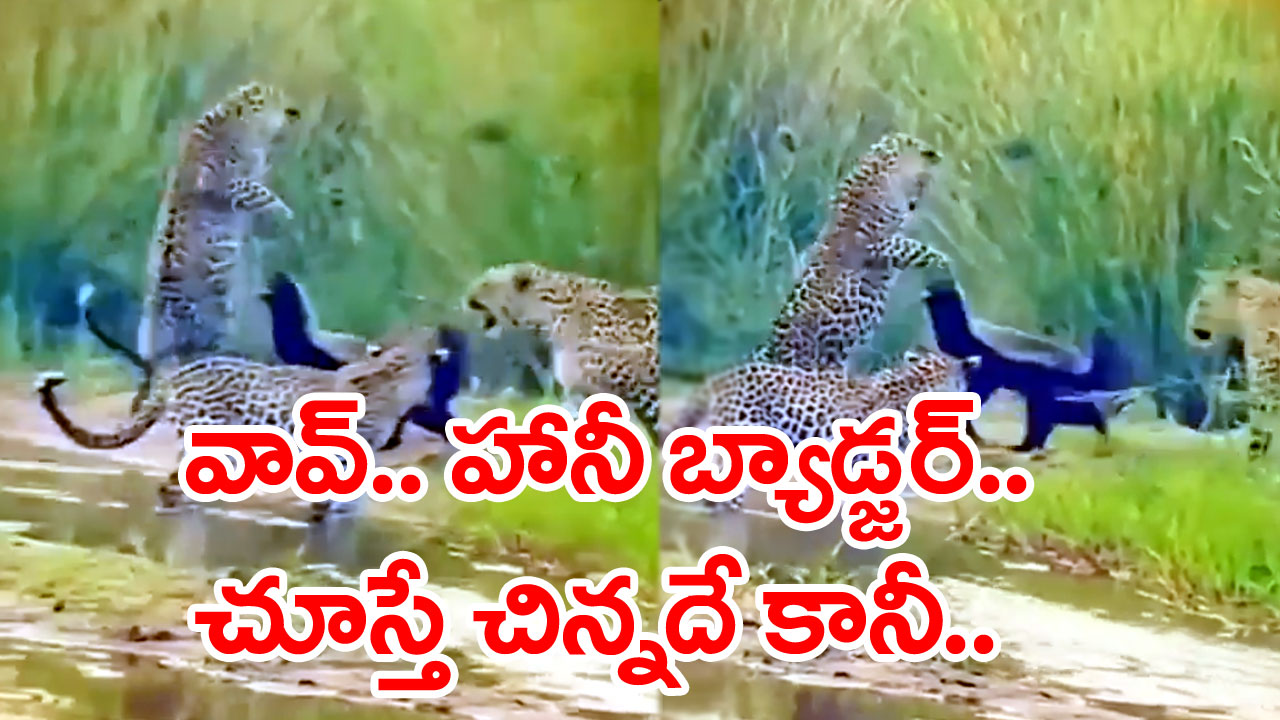 Viral Video:చూస్తే చిన్నదే కానీ...ఏకంగా మూడు చిరుతలతో ఎలా ఫైట్ చేసిందో చూస్తే.. అవాక్కవ్వాల్సిందే.. 