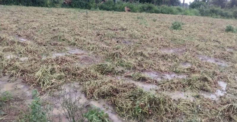 Heavy rain: ఆగని వర్షం... అన్నదాత విలవిల