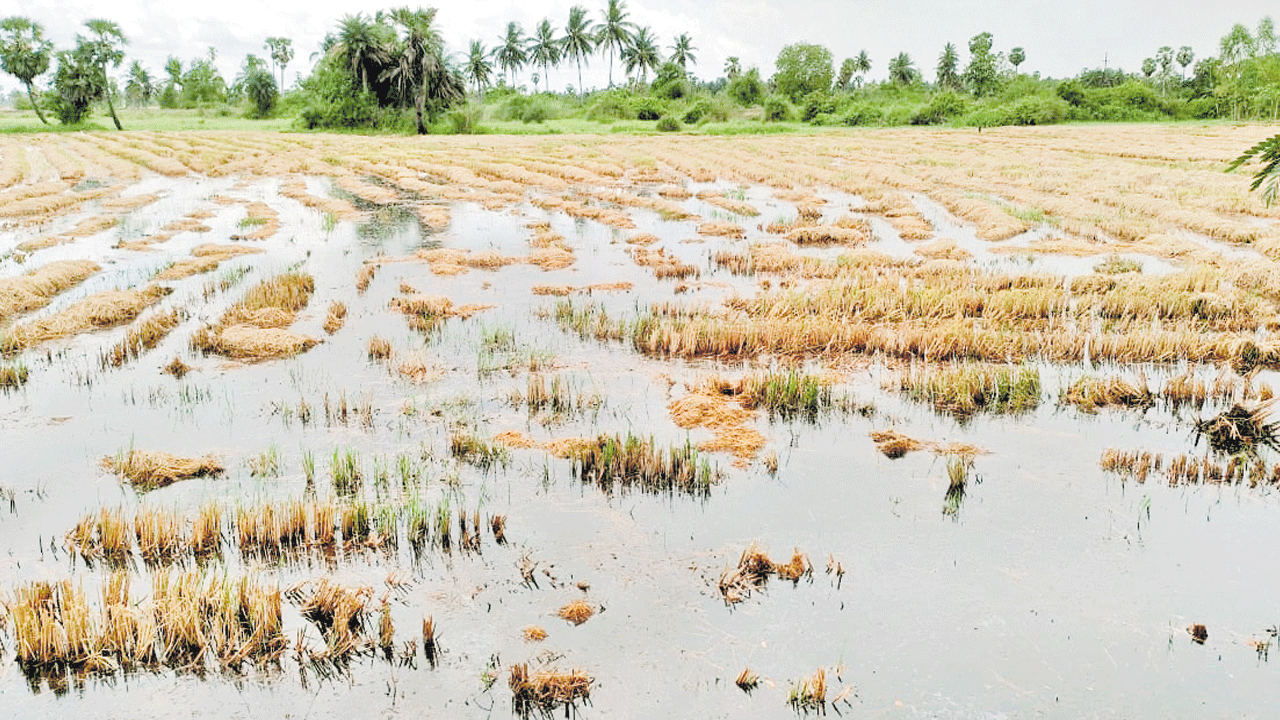 అంచనాకు ఆగాలంట | paddy crop heavy rains farmers loss