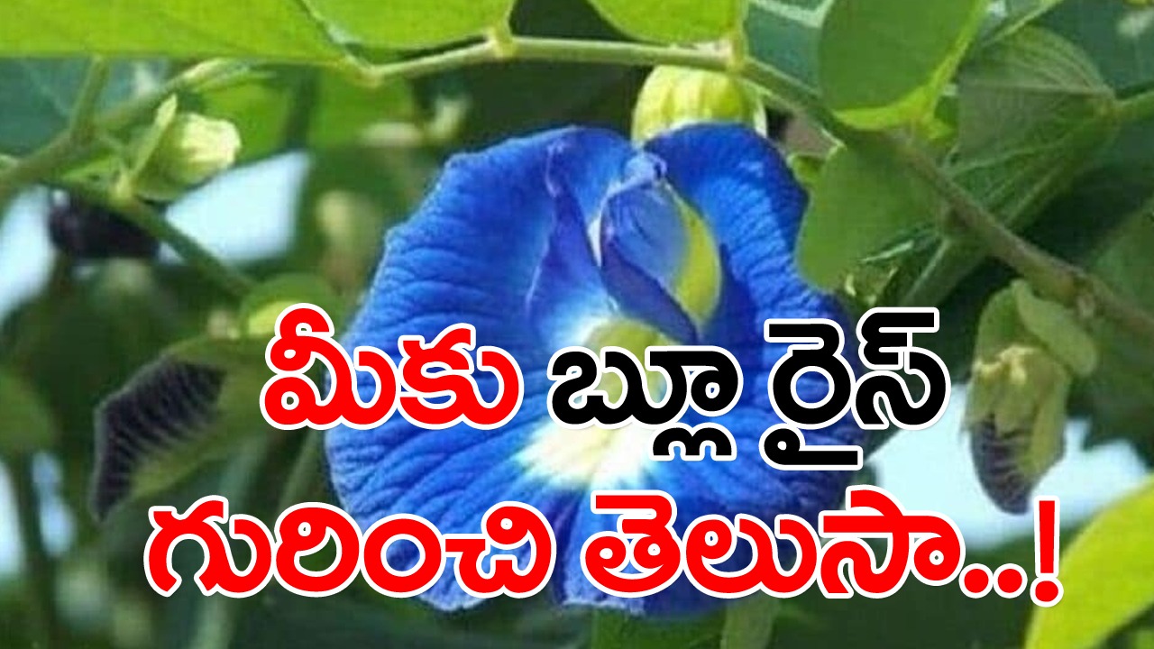 Clitoria ternatea: ఈ పూలు రంగులోనే కాదు,.ఆరోగ్యంలోనూ క్లాసే..! ఇట్టే బరువు తగ్గిస్తాయట..!