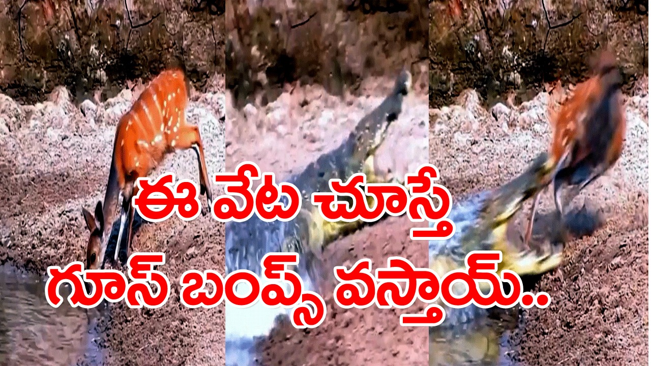 Viral Video: నీళ్ళోలో మాటు వేసిన మొసలి.. ఒడ్డున నిలబడి నీళ్లు తాగుతున్న జింక..  గూస్ బంప్స్ తెప్పించే వీడియో..