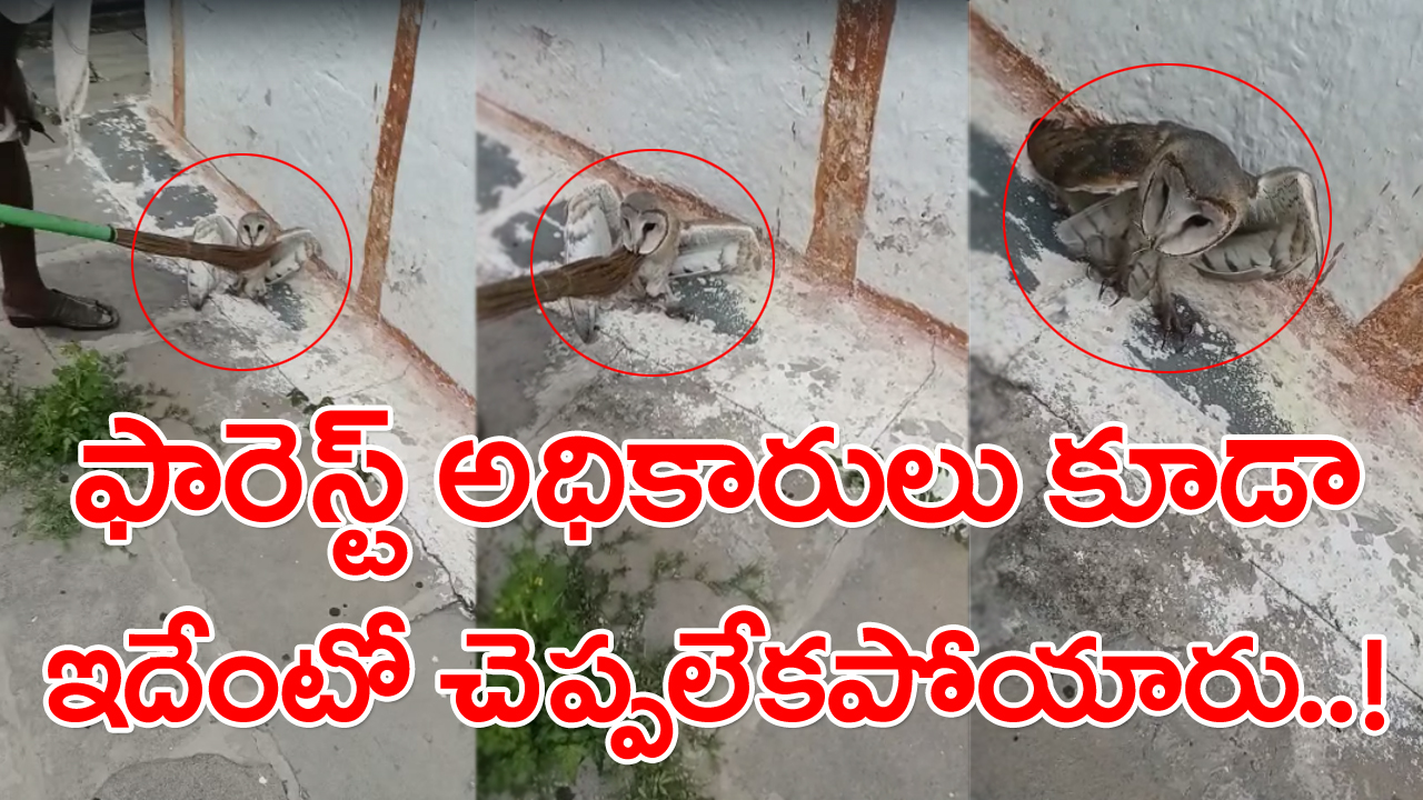 Yerragondapalem: ప్రకాశం జిల్లాలో వింత ఘటన.. ఫొటో చూసి మీరైనా చెప్పండి.. ఇదేంటో..!