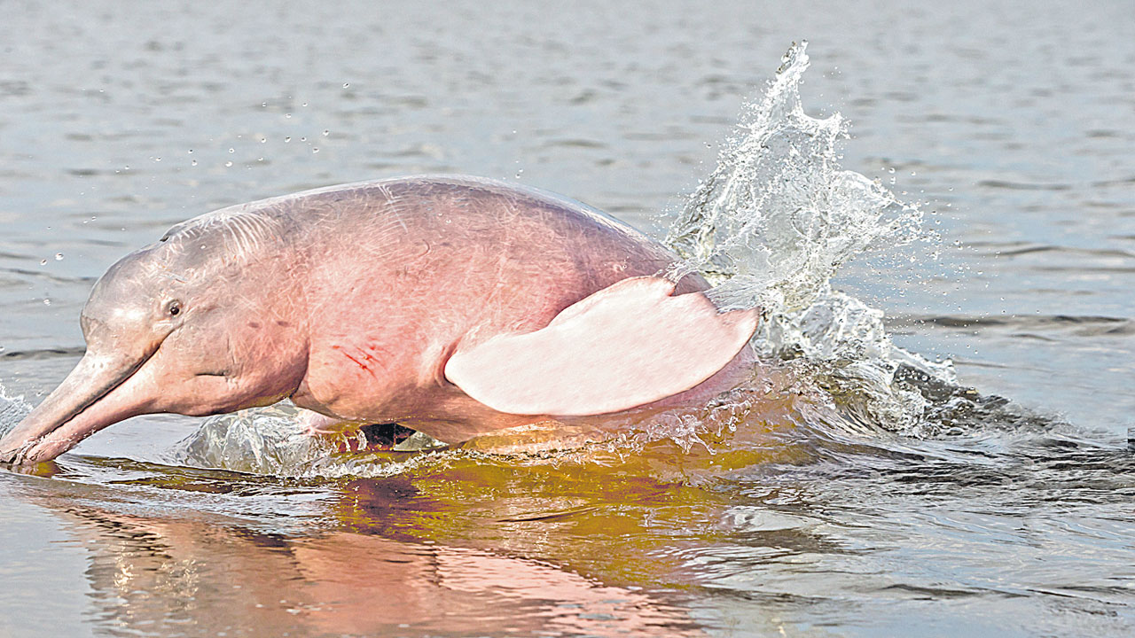Amazon River Dolphin : మీకు తెలుసా?