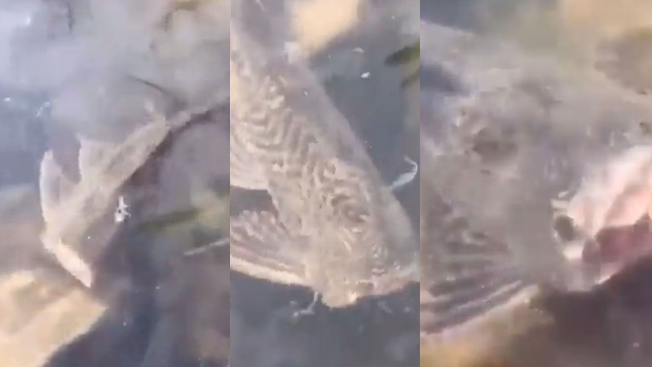 Viral Video: తల లేకున్నా చెరువులో ఈదుతున్న.. ఈ చేపను చూస్తే.. షాక్ ...