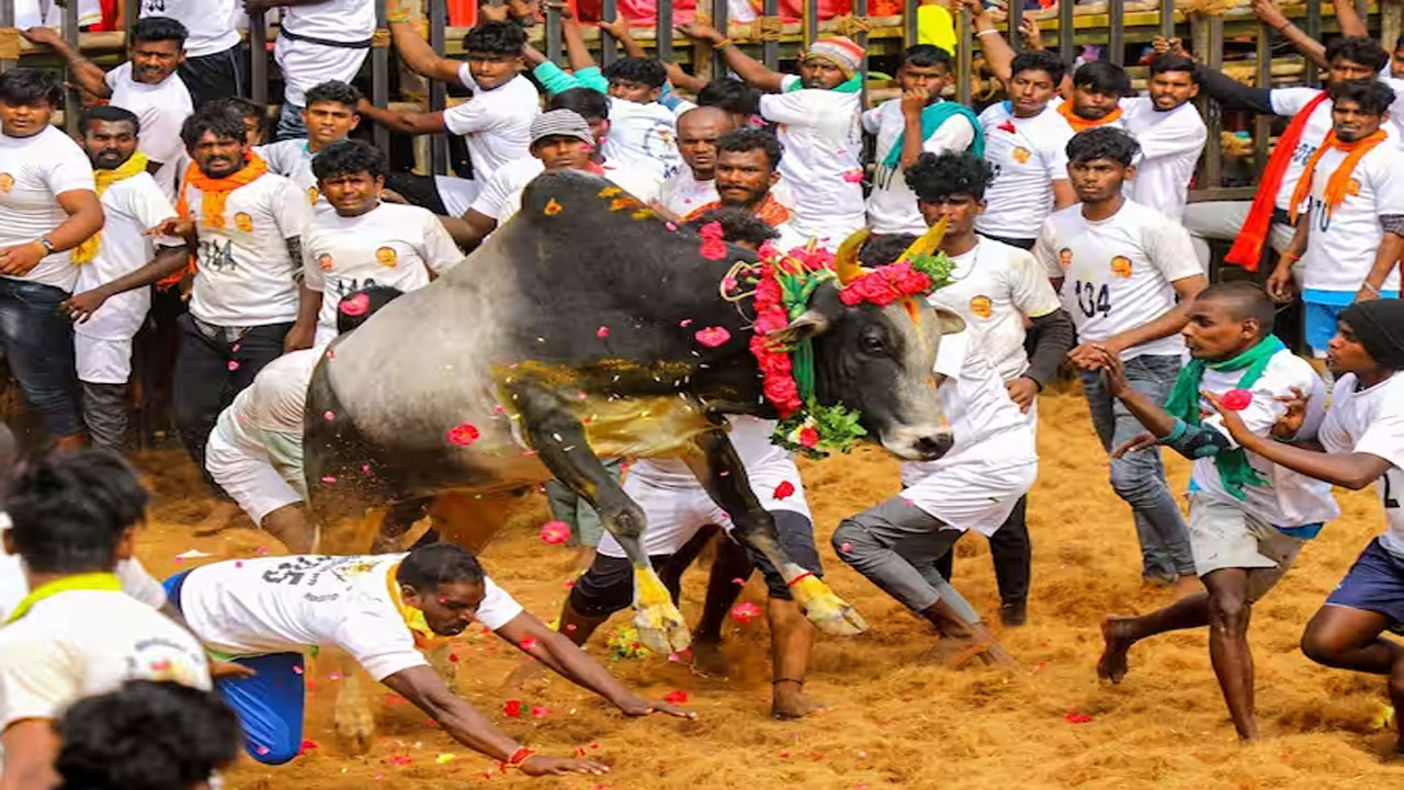 jallikattu: జల్లికట్టుకు అనుమతి కోరుతూ ఎద్దులతో యువకులు చేసిన పనేంటో తెలుసా..