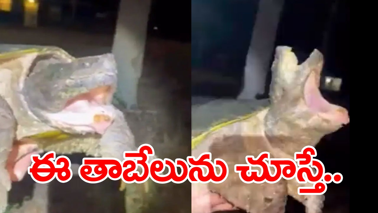 Shocking Video: అమ్మ బాబోయ్.. ఇదేం వింత.. బ్రహ్మంగారు చెప్పినట్టే జరుగుతోందిగా.. ఈ తాబేలును చూస్తే..!  