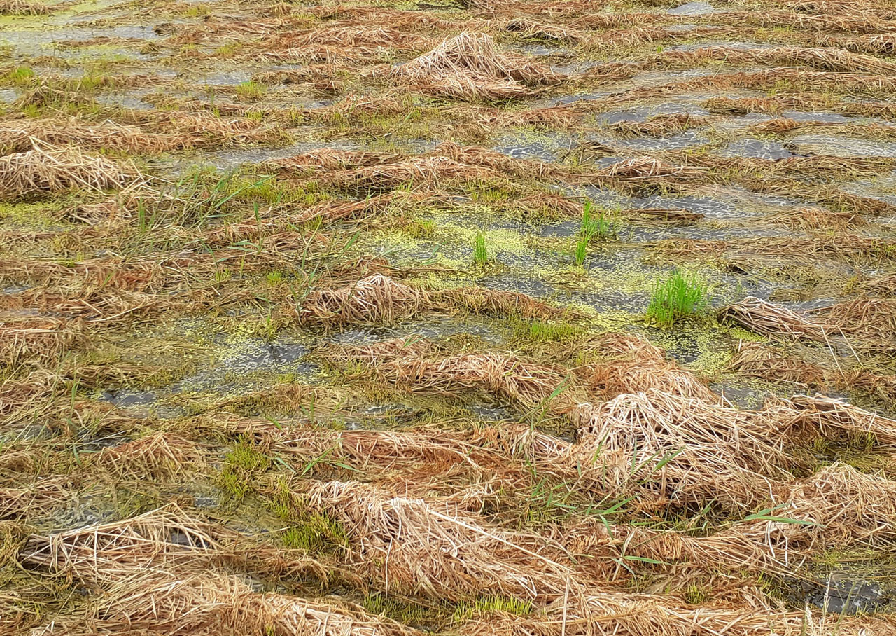 మొక్కుబడిగా.. అంచనా
