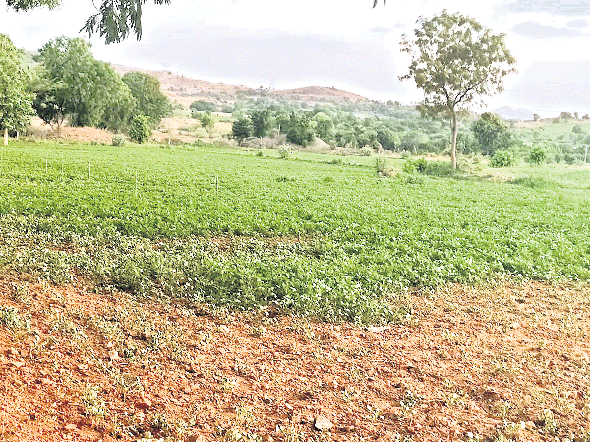 దొంగలు బాబోయ్‌ 