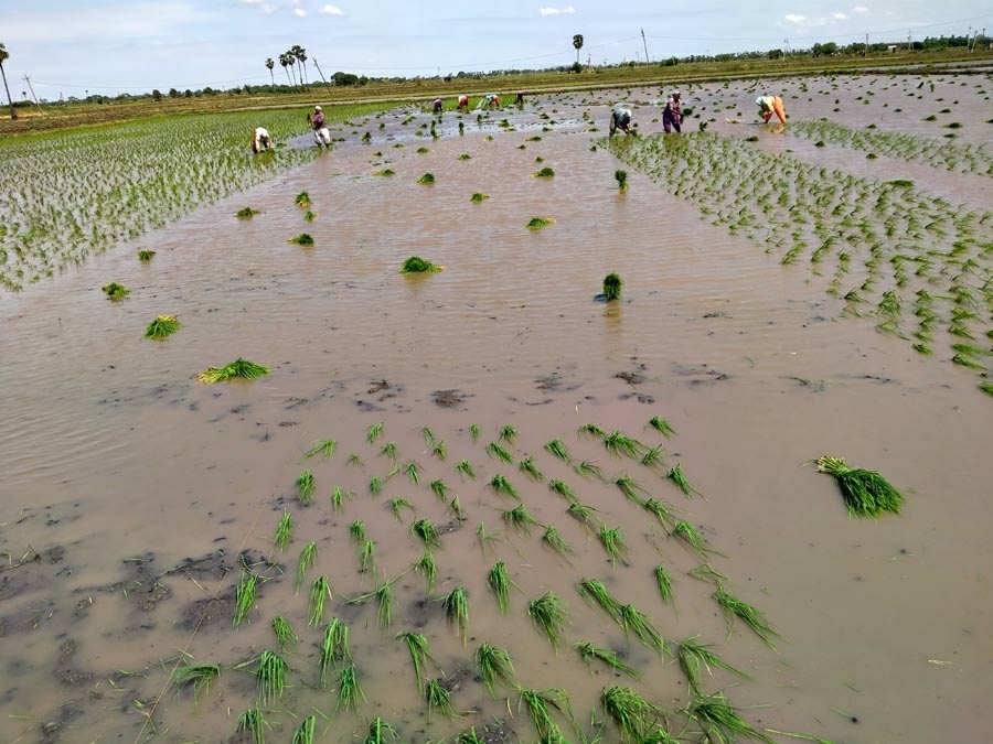            గరికపర్రులో ఖరీఫ్‌ వరినాట్లకు శ్రీకారం