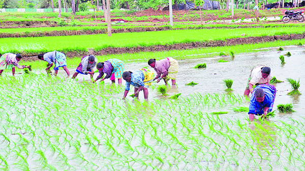 వరి నాట్లు షురూ!