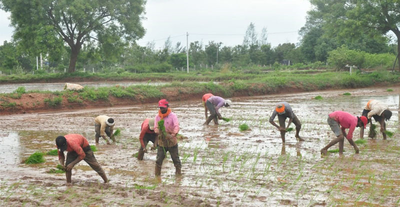 వరిసాగు ఉల్టా పల్టా!