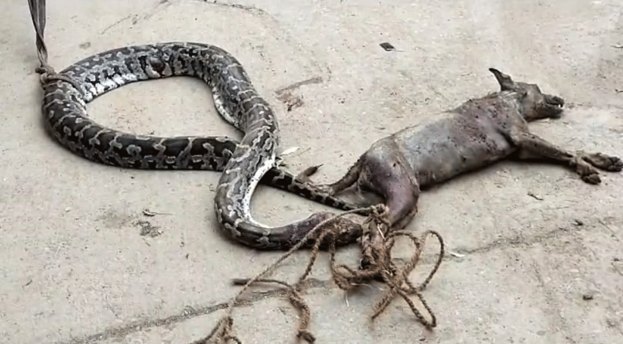 కుక్కను మింగిన కొండచిలువ | A python that swallowed a dog