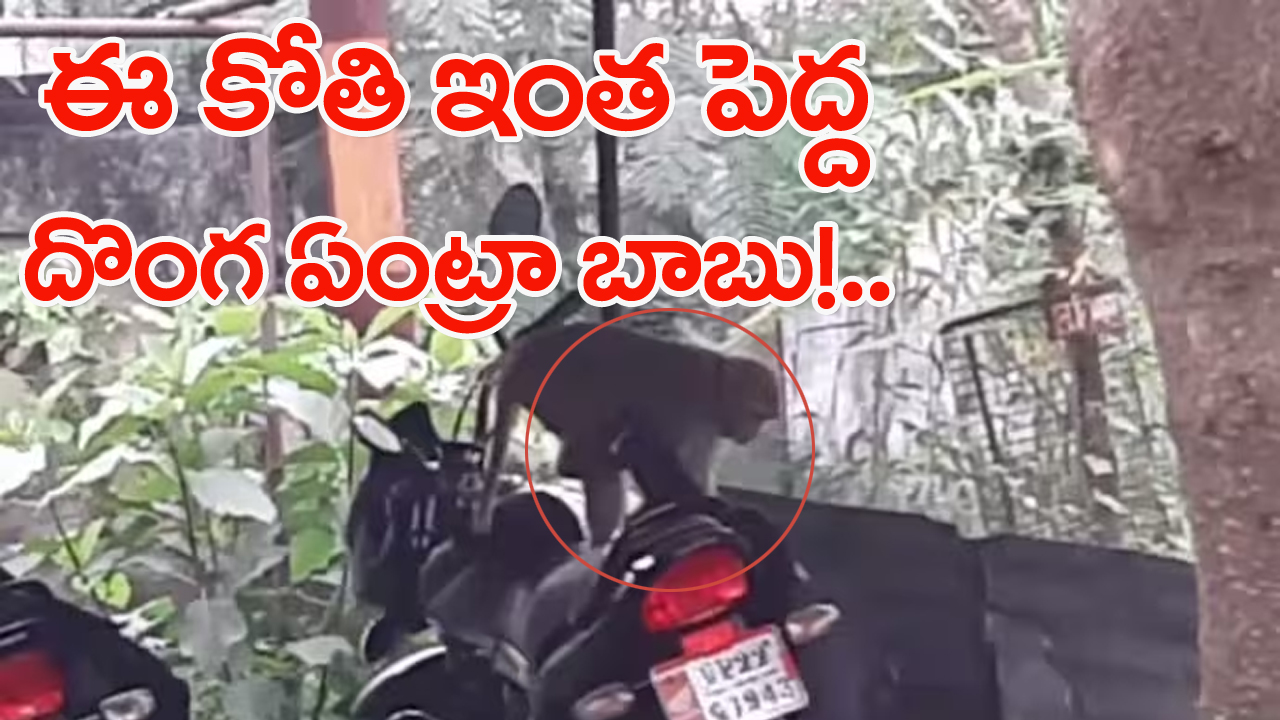 Viral: బైక్‌లో లక్ష రూపాయల బ్యాగ్‌.. దొంగిలించి చెట్టెక్కిన కోతి.. చివరకు ఏమైందంటే..