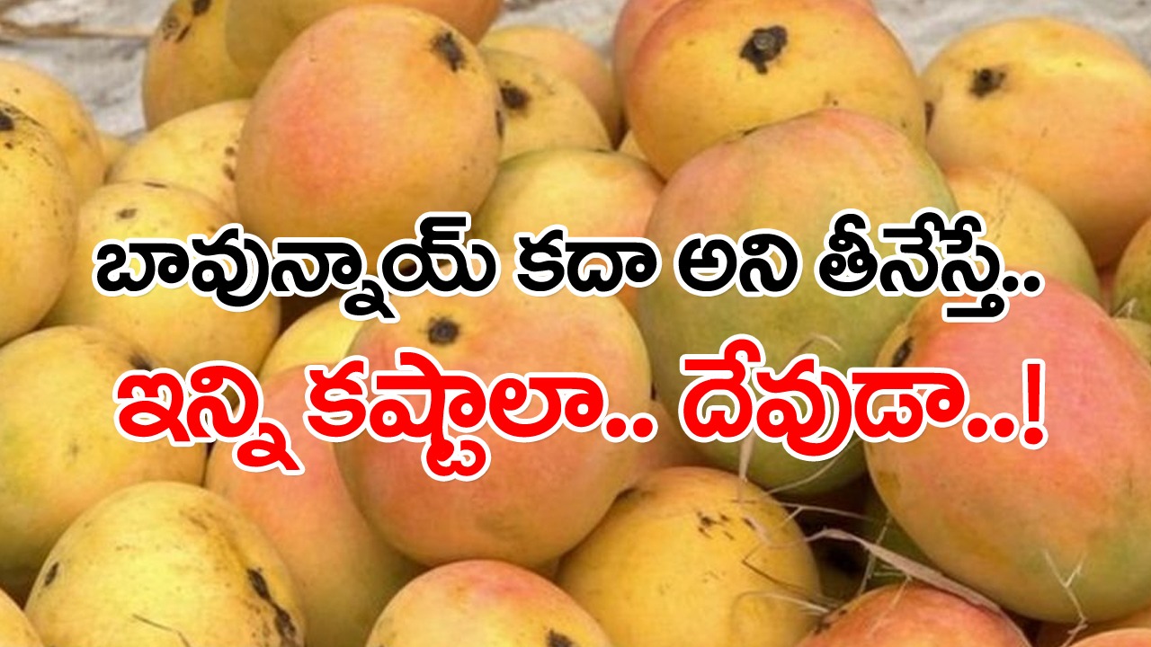 mangoes: బాబోయ్.. రసాయనాలతో మగ్గబెట్టిన మామిడి పండ్లు తింటే ఇంత నష్టమా?.. బాడీలో ఏం జరుగుతుందో తెలుసా...