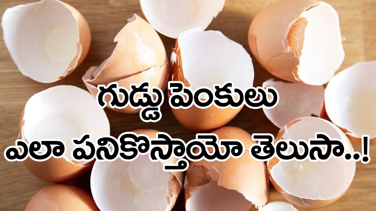 Egg Shells: కోడిగుడ్డు పెంకులు పనికి రావని పారేస్తున్నారా..? అవి ఇలా కూడా పనికొస్తాయని అస్సలు ఊహించలేరు..!