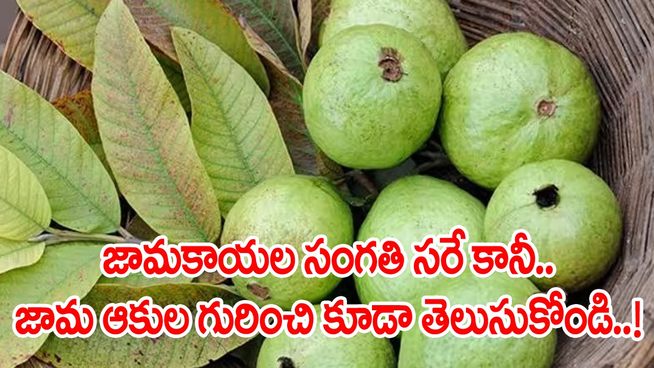 Guava Leaves: జామ ఆకులను పెద్దగా పట్టించుకోం కానీ.. వాటితో ఇన్ని లాభాలు ఉంటాయని కలలో కూడా ఊహించి ఉండరు..!
