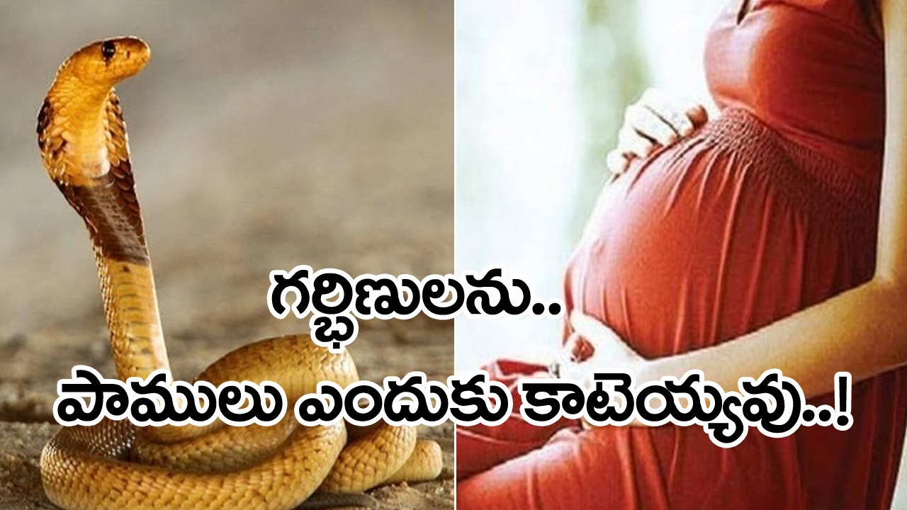 Snake: గర్భంతో ఉన్న వారిని పాములు కాటేయవా..? అసలు ఓ మహిళ గర్భం దాల్చిందని పాము ఎలా గుర్తిస్తుందంటే..! 