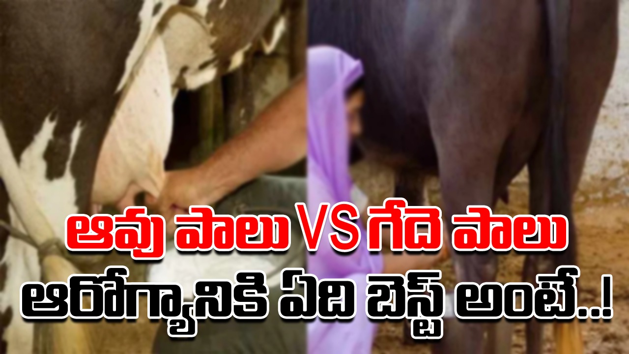 Cow Milk vs Buffalo Milk: ఆవు పాలు మంచిదా..? గేదె పాలను వాడటం మంచిదా..? ఆరోగ్యానికి అసలు ఏది బెస్ట్ అంటే..!