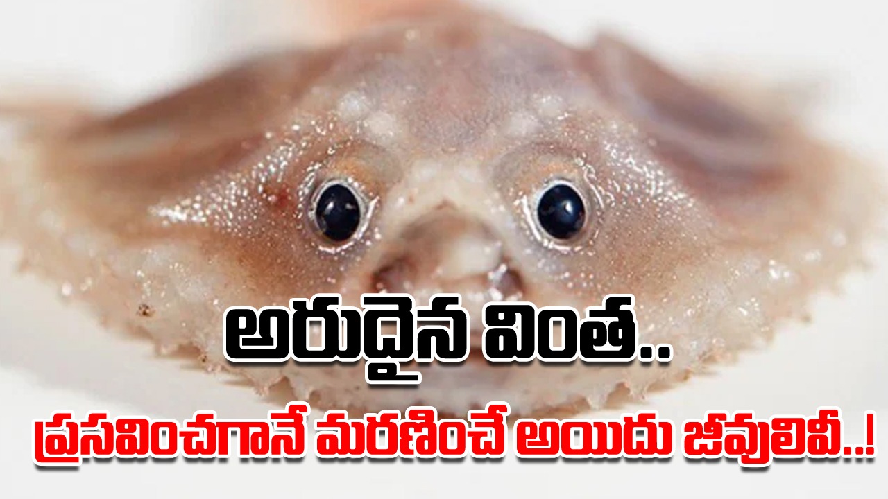 Viral News: ప్రసవించగానే మరణించే అయిదు వింత జీవులు.. కన్న పిల్లలను కళ్లారా చూసుకునే భాగ్యం వీటికి ఉండదు..!