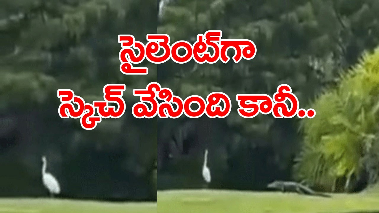 Viral Video: దేవుడు నడిపే డ్రామాలు ఇలానే ఉంటాయా?  కొంగను వేటాడాలని సైలెంట్ గా వెళ్ళిందొక మొసలి.. చివరకేం జరిగిందో చూస్తే..