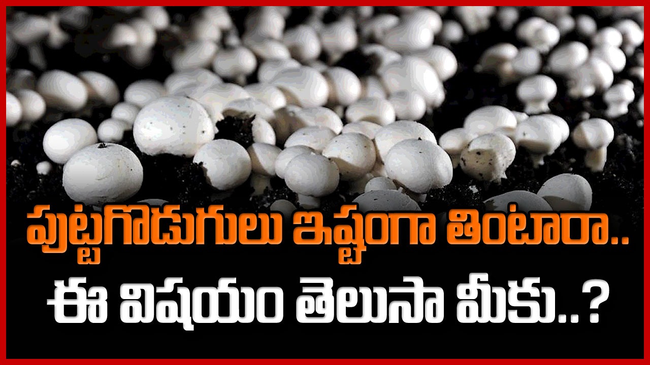 Mushrooms: పుట్టగొడుగులు ఆరోగ్యానికి చాలా మంచిది కానీ.. వానాకాలంలో వాడితే రిస్కే.. అసలు కారణమేంటంటే..! 