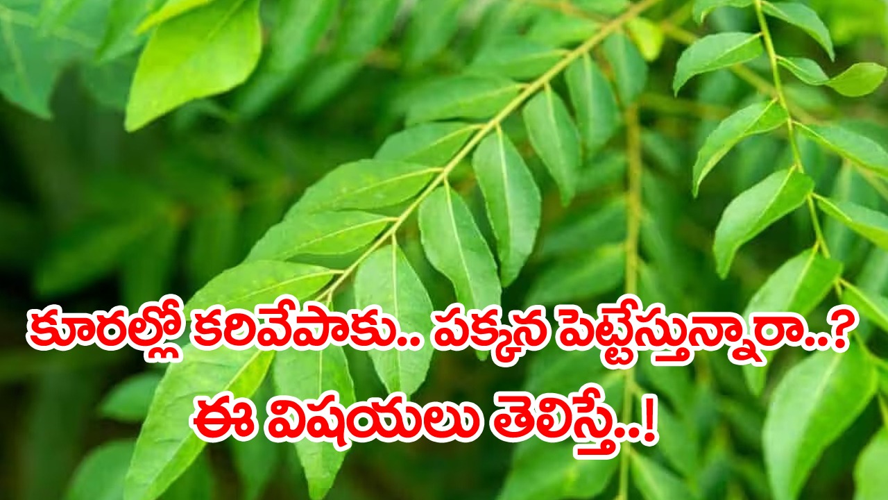 Curry Leaves: కూరల్లో కరివేపాకును అసలు ఎందుకు వేస్తారు..? తినేటప్పుడు వాటిని పక్కన పెట్టేవాళ్లు ఇది తెలుసుకోవాల్సిందే..!