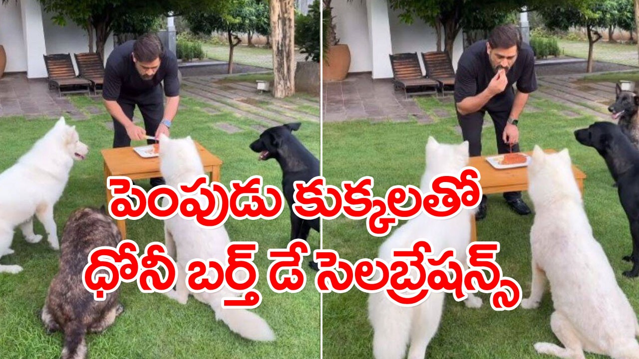 Viral Video: పెంపుడు కుక్కలతో పుట్టిన రోజు వేడుకలు జరుపుకున్న ధోనీ