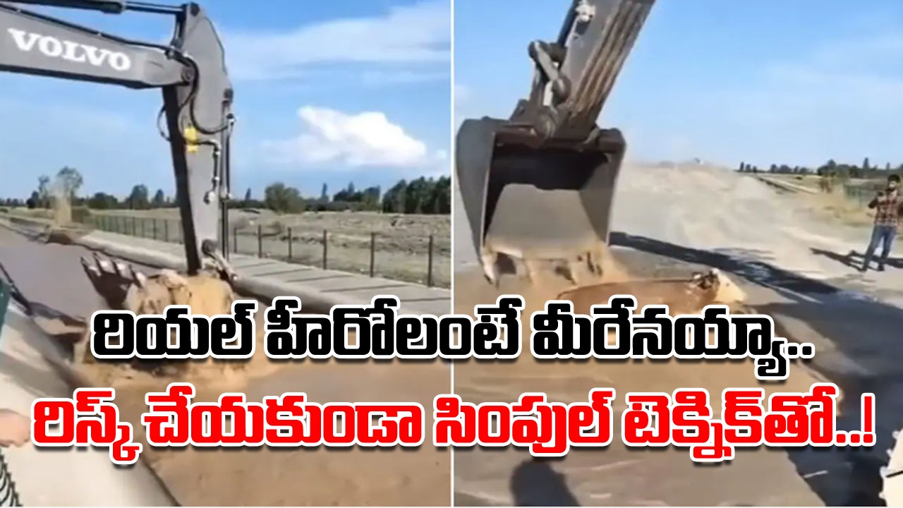 Cow Video: వరదలో కొట్టుకుపోతున్న లేగదూడ.. ఎవరూ కాపాడలేని పరిస్థితి.. ప్రాణాలతో ఎలా బయటపడిందంటే..